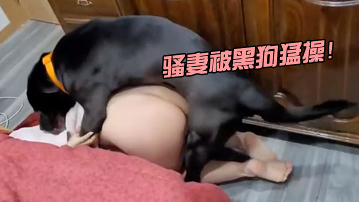 骚妻被黑狗猛操.封面